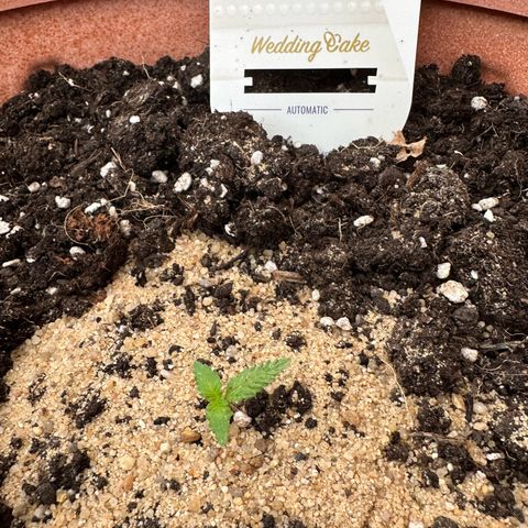 Wedding Cake #1 growlog timeline photo