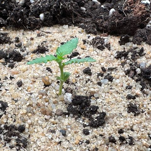Wedding Cake #1 growlog timeline photo