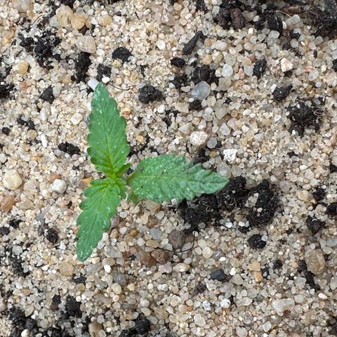 Wedding Cake #1 growlog timeline photo