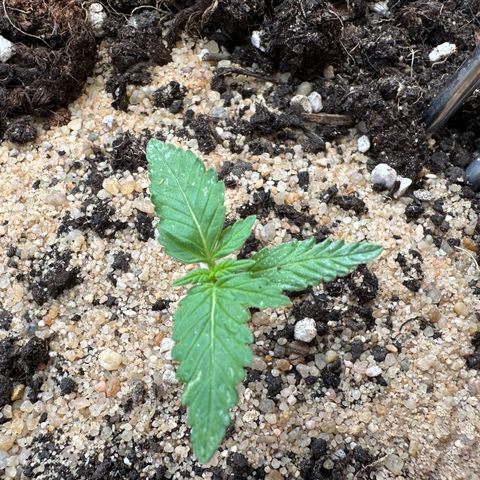 Wedding Cake #1 growlog photo: Zur Zeit wächst sie nie viel, dafür treiben die Blattpaare und Finger aus. 
