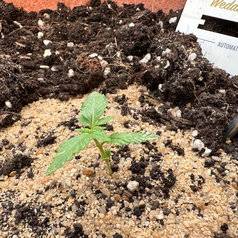 Wedding Cake #1 growlog photo: Zur Zeit wächst sie nie viel, dafür treiben die Blattpaare und Finger aus. 