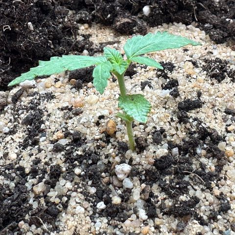 Wedding Cake #1 growlog timeline photo