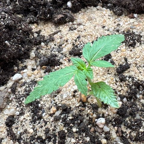 Wedding Cake #1 growlog timeline photo