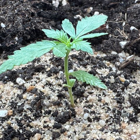 Wedding Cake #1 growlog timeline photo
