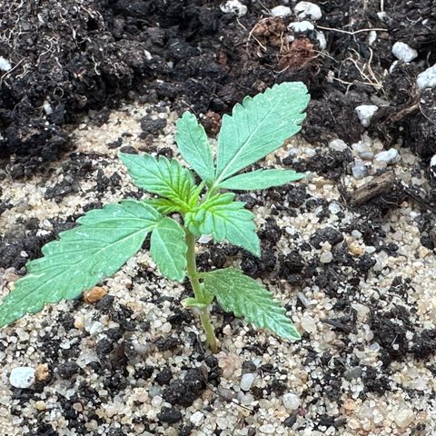Wedding Cake #1 growlog timeline photo