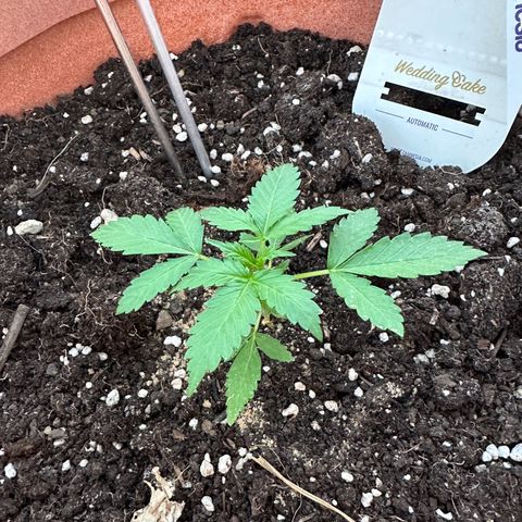Wedding Cake #1 growlog timeline photo