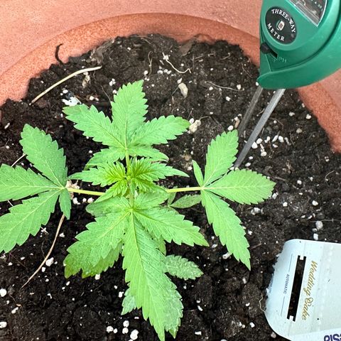Wedding Cake #1 growlog timeline photo