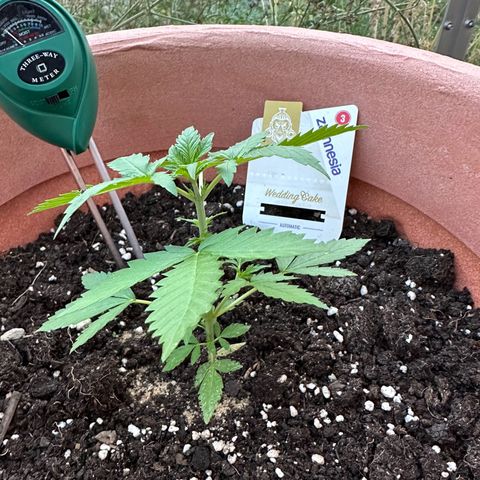 Wedding Cake #1 growlog timeline photo