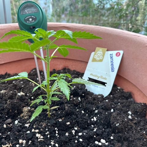 Wedding Cake #1 growlog timeline photo