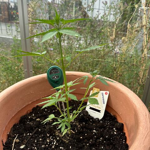 Wedding Cake #1 growlog timeline photo