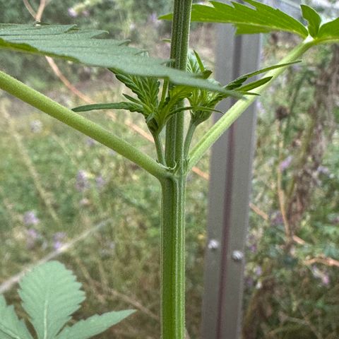 Wedding Cake #1 growlog timeline photo
