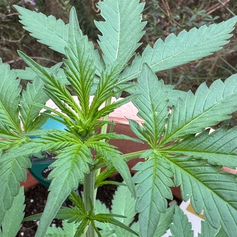 Wedding Cake #1 growlog timeline photo
