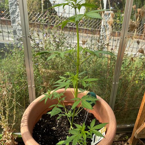 Wedding Cake #1 growlog timeline photo
