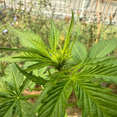 Wedding Cake #1 growlog timeline photo