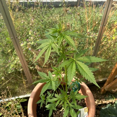 Wedding Cake #1 growlog timeline photo