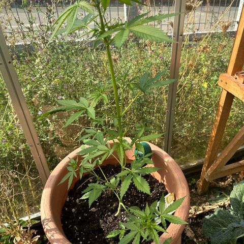 Wedding Cake #1 growlog timeline photo