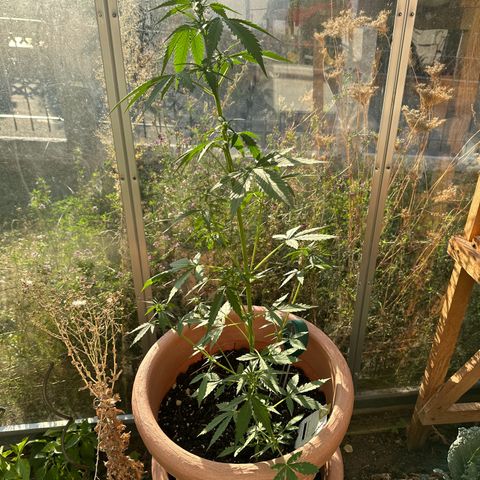 Wedding Cake #1 growlog timeline photo