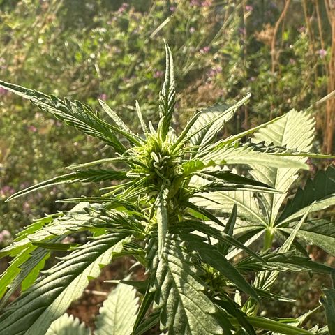 Wedding Cake #1 growlog timeline photo