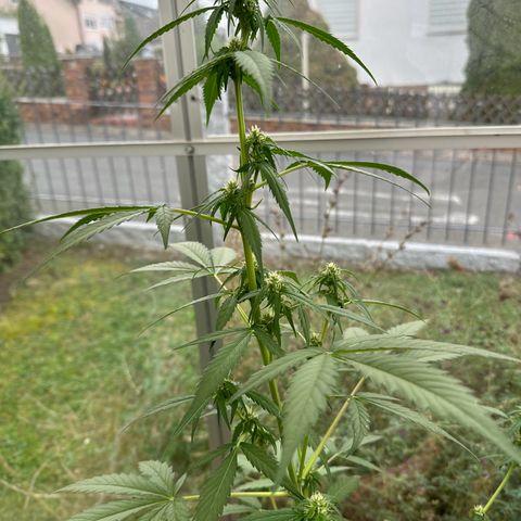 Wedding Cake #1 growlog timeline photo