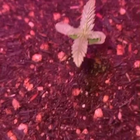 Pren/Lorena growlog photo: Tudo ocorre bem
JAH BLESS