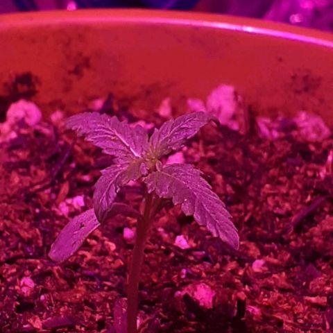 Pren/Lorena growlog photo: Atualmente 2 plantinhas e seeds germinando. Tá foda manter o ânimo mas seguimos. JAH BLESS