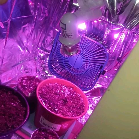 Pren/Lorena growlog photo: Incluindo mylar no growbiarra