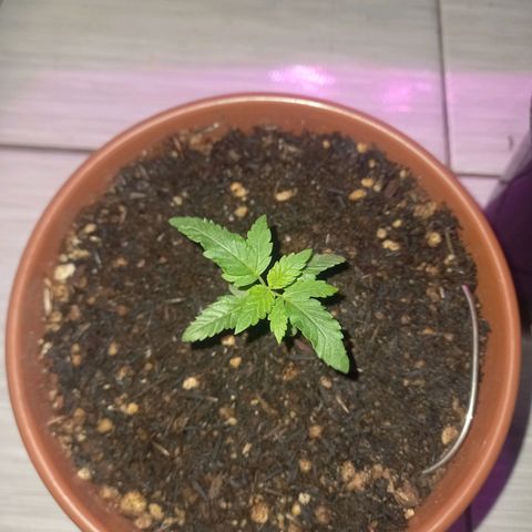 Pren/Lorena growlog photo: Aparentemente saudável essa plantinha de prenssed!