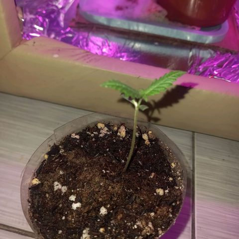 Pren/Nayara growlog timeline photo