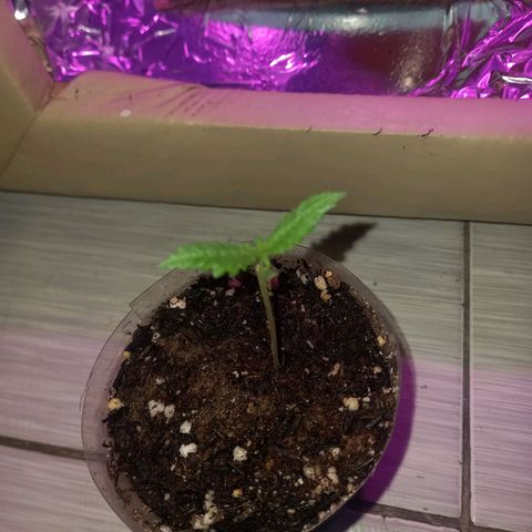 Pren/Nayara growlog photo: Ela não se desenvolveu tão bem, deu uma secada e perdeu as folhas mas consegui fazer ela reviver, espero que ela fique bem!