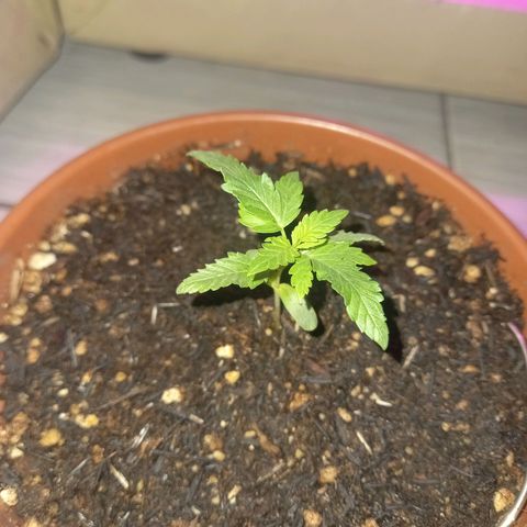 Pren/Lorena growlog timeline photo