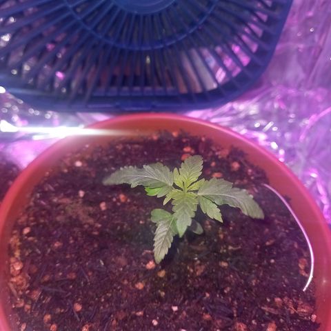 Pren/Lorena growlog timeline photo