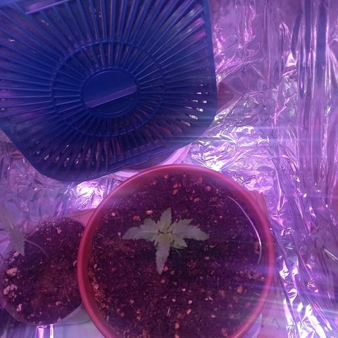 Pren/Lorena growlog timeline photo
