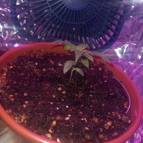 Pren/Lorena growlog timeline photo
