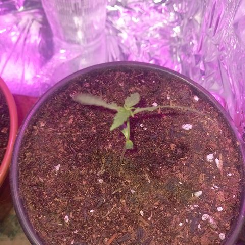 Pren/Nayara growlog photo: Transplante do copo para o vaso preto