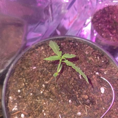 Pren/Nayara growlog photo: Transplante realizado com sucesso