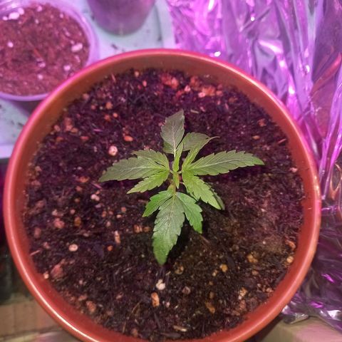 Pren/Lorena growlog photo: Tudo bem por aqui#