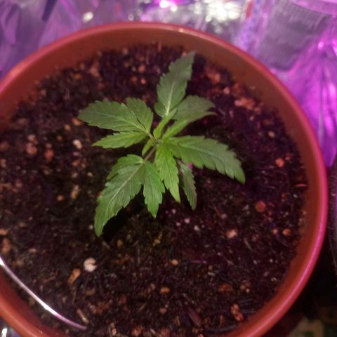 Pren/Lorena growlog timeline photo