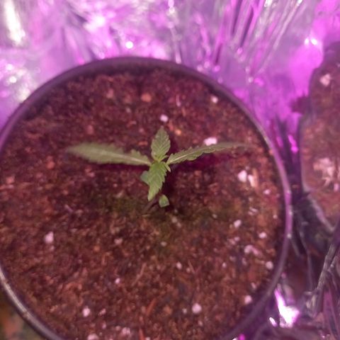 Pren/Nayara growlog timeline photo