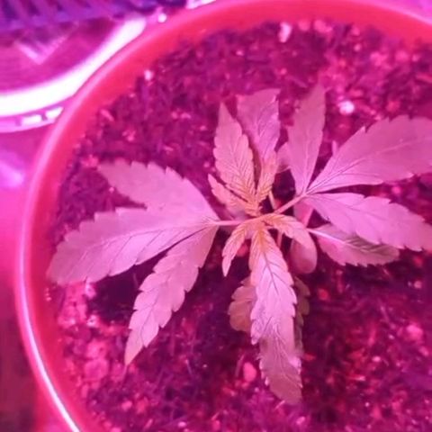 Pren/Lorena growlog photo: Seguimos, tudo bem por aqui. Em breve LST!!