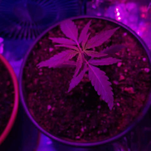 Pren/Lorena growlog photo: LINDA E EXALANDO CHEIRO DE GREEN