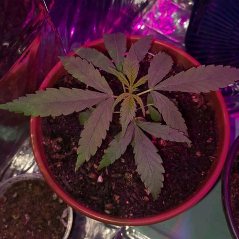 Pren/Lorena growlog photo: Aparentemente tudo certo com a Lorena>>>