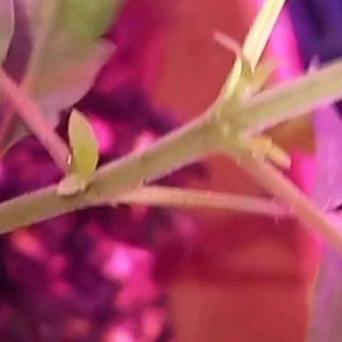 Pren/Lorena growlog photo: Eu não tenho certeza mas acho que são ramificações.