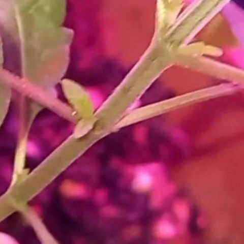Pren/Lorena growlog photo: A natureza é sua perfeição.,