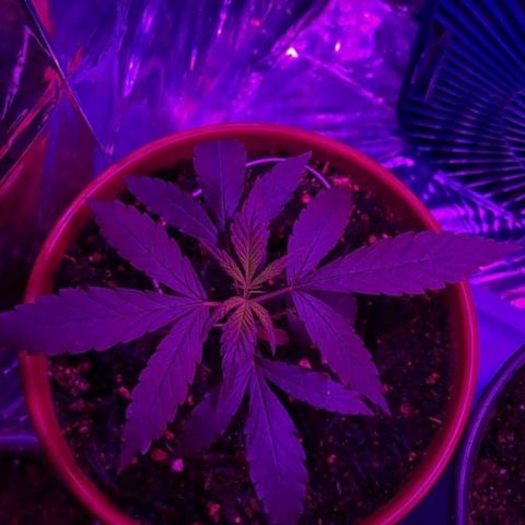 Pren/Lorena growlog photo: JAH BLESS!!!