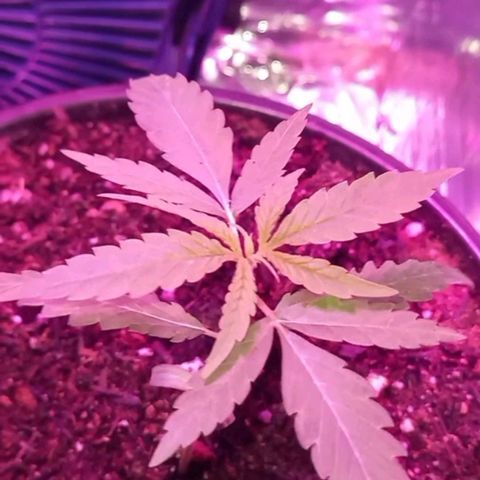 Pren/Nayara growlog timeline photo