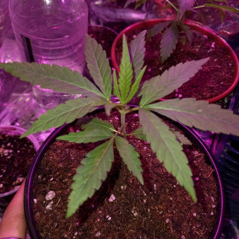 Pren/Nayara growlog photo: Tá linda, coloquei mais substrato no Vaso dela$$$
