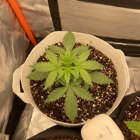 N lights #1 growlog timeline photo