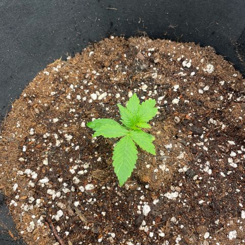 N lights #2 growlog timeline photo