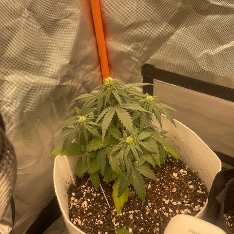 N lights #1 growlog timeline photo