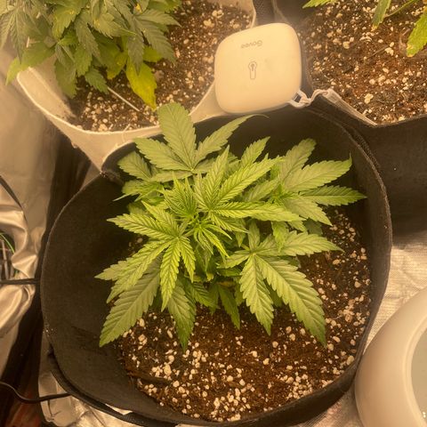 N lights #2 growlog timeline photo